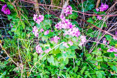 Sweet William Flowers Pink Flowers In A Hedgerow Stock Photo Image