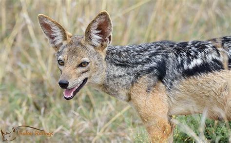 5 Interesting Things About The Black Backed Jackal Safariratings