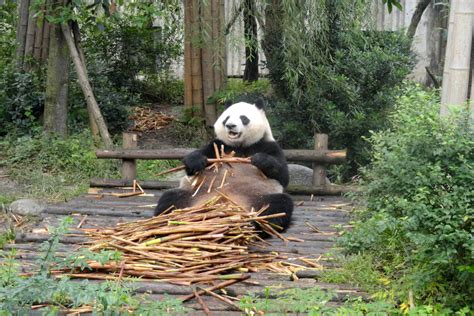 Giant Panda Eating Bamboo Travel To Chengdu Chengdu Travel Photos