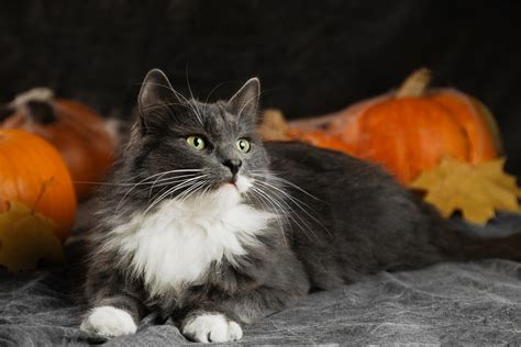 Dont Get Spooked By Halloween Pet Adoption Promotions Shelter