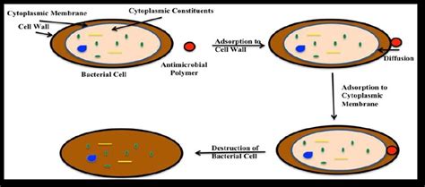 Mechanism Of Bacterial Killing Of Antibacterial Polymers 50