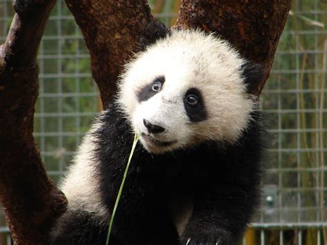 Su Lin Giant Panda Su Lin At San Diego Zoo On 3 11 06 Sayuri Flickr