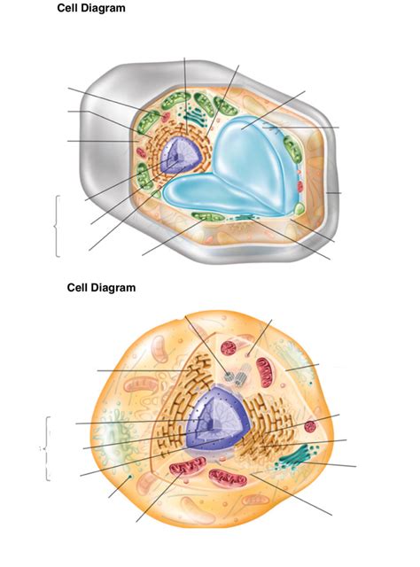 Cell Diagram Pt4 Animal Cell Diagram Quizlet