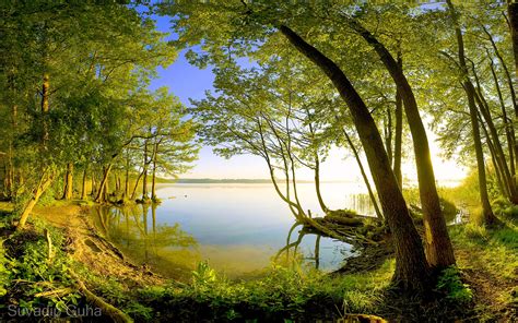 Forest Lake Green Trees Cpl Filter Wide Angle Free Image Peakpx