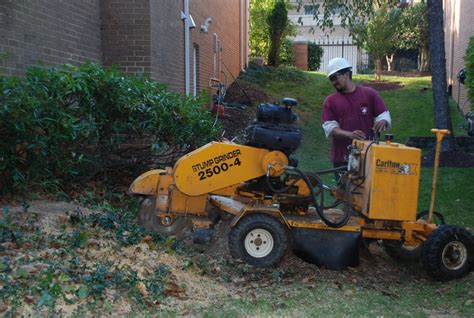 Tree Stump Removal Services Md Dc Takoma Tree Experts Llc