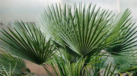 Cultivo Del Palmito Chamaerops Humilis Agromática