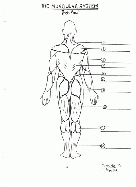 Leg Muscle Diagram Unlabeled Muscular System Mr Dodd Waldwick High School