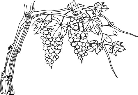 Grapes Tree Drawing Image Scenicwallpapersforwallscost
