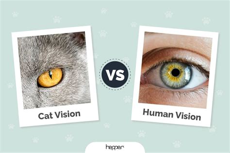Cat Vision Vs Human Vision Comparisons And Faq With Infographic Hepper