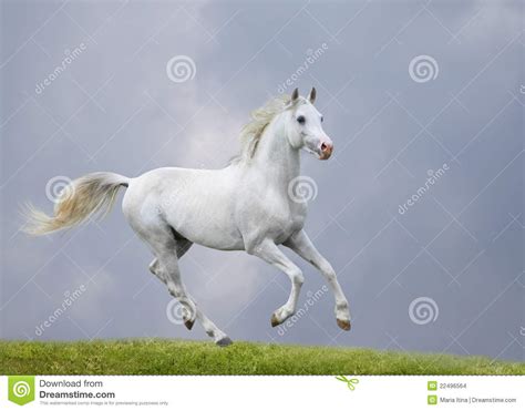 White Horse In Field Stock Images Image 22496564