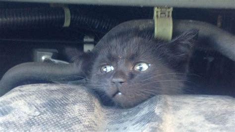 Photos Kitten Stuck Under Hood Of Car In Nj