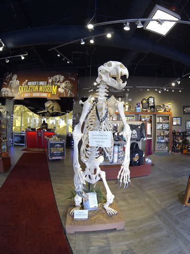 Museum Skeletons Museum Of Osteology Reviews And Photos 8441