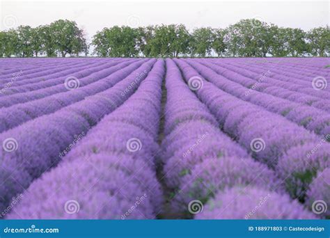 Beautiful Lavender Field In Bloom Purple Colorful Backgrounds Stock