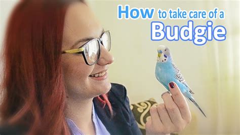 How To Take Care Of A Budgie Parakeet All The Basics