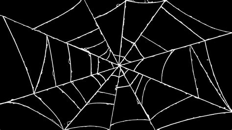 Freebie 3 Spider Web Animations Youtube