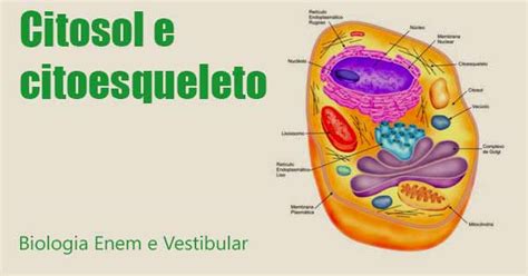 Citosol E Citoesqueleto Revisão De Biologia Enem