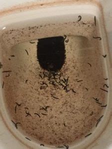 They are also called moth flies and are in the. Toilet Bowl is full of Drain Fly Larvae - All About Worms