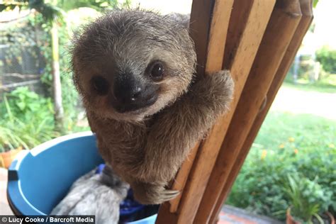 Cute Baby Sloths Learn To Climb