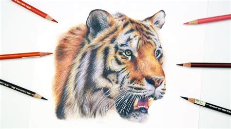 How To Draw A Realistic Tiger Colored Pencil Tutorial Color Pencil