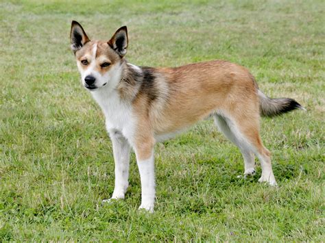 25 Newest Dog Breeds The Akc Has Recognized The Delite