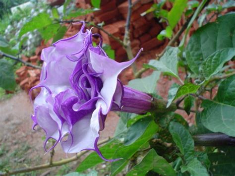 Buy angels trumpet and get the best deals at the lowest prices on ebay! Datura and Brugmansia Seeds from around the world