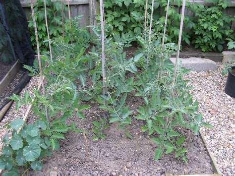 Tomato Plant Upper Leaves Curling Up Okejely Garden Plant