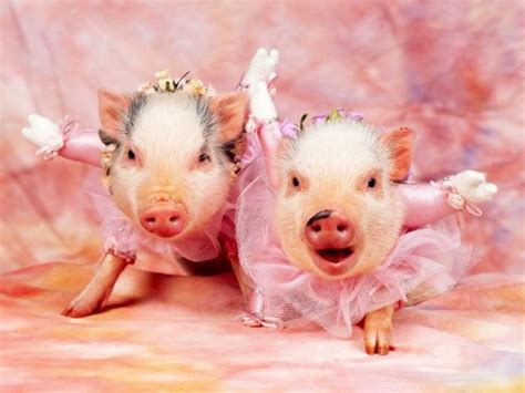 Funny Pigs Pets Cute And Docile