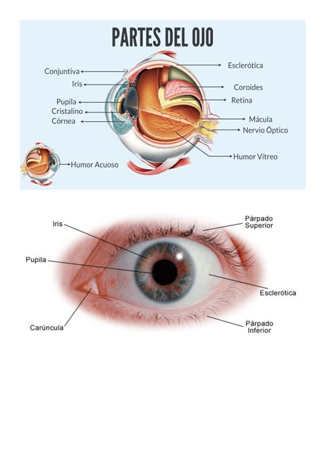 Las Partes Del Ojo Docsity