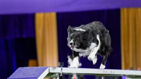 Border Collie Verb Wins Agility Title At Unique Westminster Ntd