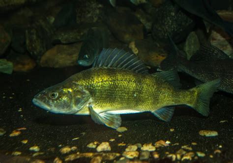 Yellow perch and anglers are waiting for a warm spell | Pittsburgh Post ...