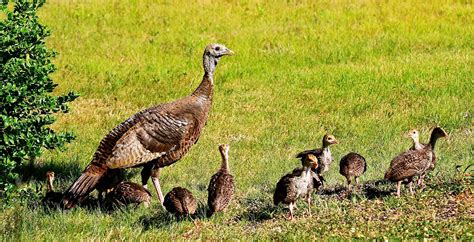 Gales Photo And Birding Blog Babies