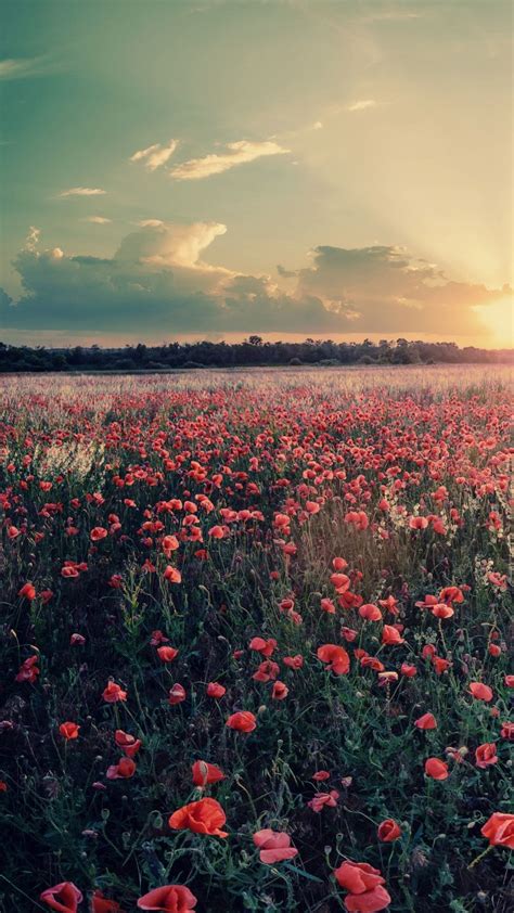 Flowers Farms Sunshine Sunset Iphone Wallpaper Iphone