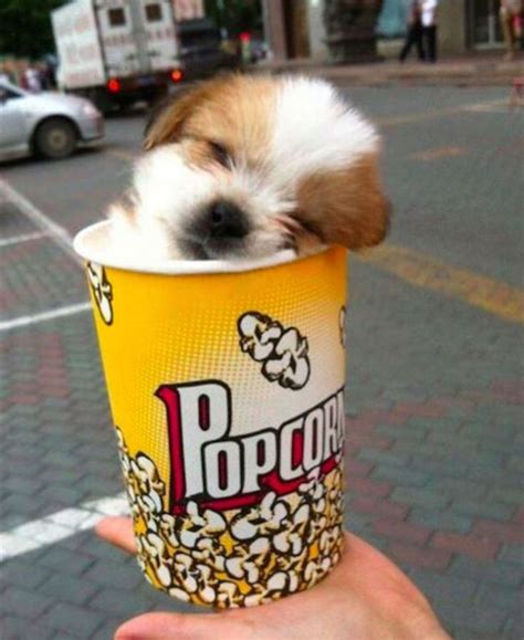 Pupcorn Animal Love Pinterest Puppys So Cute And Nice