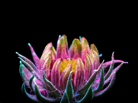 Photographed Under Uv Lights Craig Burrows Makes Plants And Flowers