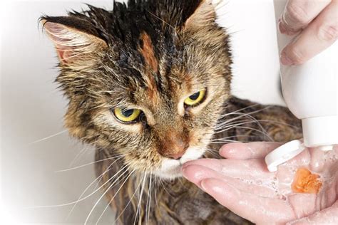 Wet Cat In The Bath Stock Image Image Of Hygiene Bathroom 84567823