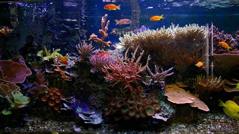 Aquarium Fish Tank Wallpapers Bigbeamng
