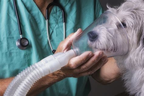 How To Help A Dog With Breathing Problems