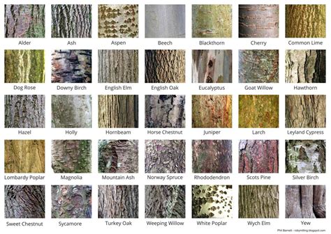Tree Bark Identification Guide Nagle Dziecko