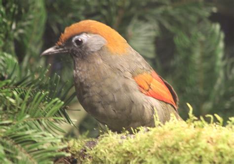 Red Tailed Laughing Thrush Zoochat