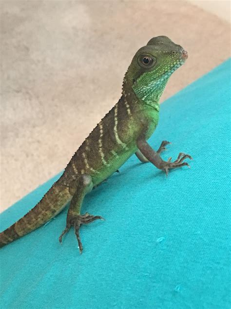 New baby Chinese Water Dragon, Faron. Any tips? : reptiles