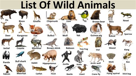 List Of Wild Animal Vocabulary Point