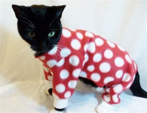 10 Best Winter Outfits For Your Cat
