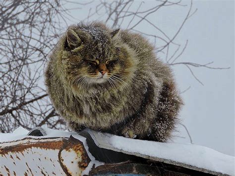 20 Incredible Pictures Of Glorious Siberian Farm Cats