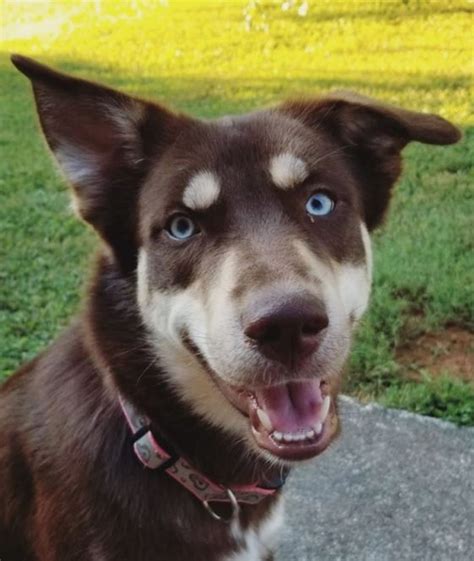 18 Husky Lab Mixes That Will Make You Fall In Love With Mutts The Paws