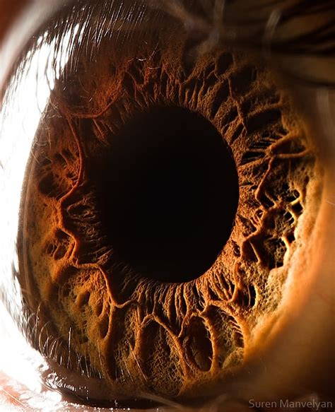 A Close Up Photo Of A Brown Human Eye By Suren Manvelyan