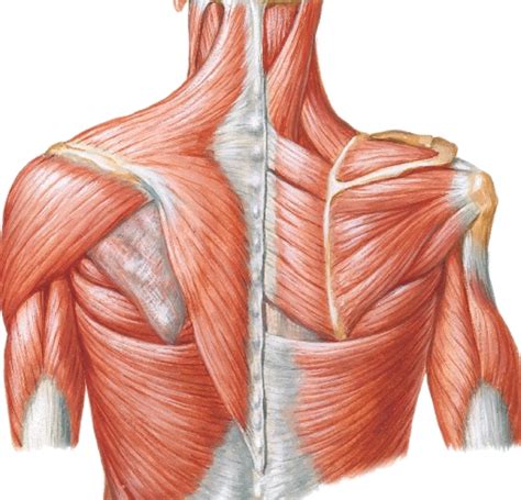 15 bones of the shoulder scapula bone the scapula is commonly known as the shoulder blade. The Shoulder Complex | MSK Physio | Pure Physiotherapy