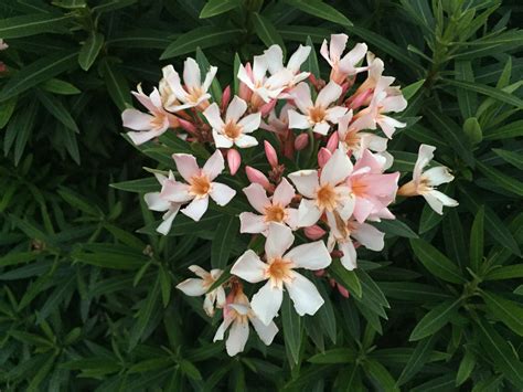 Dwarf Salmon Oleander Tropical Foliage Foliage Plants