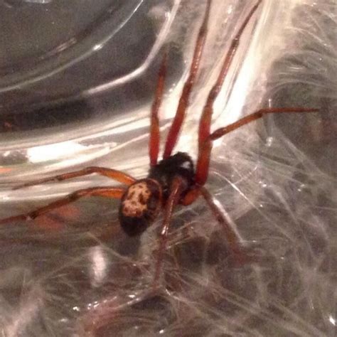 How Dangerous Are False Widow Spiders False Widow Spider Bite Leaves Barry Woman In Hospital