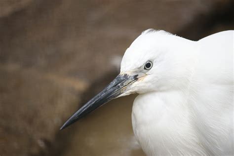 1280x1024 Wallpaper White Long Beak Bird Peakpx