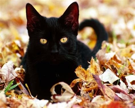 Through Golden Eyes In Defense Of Black Cats